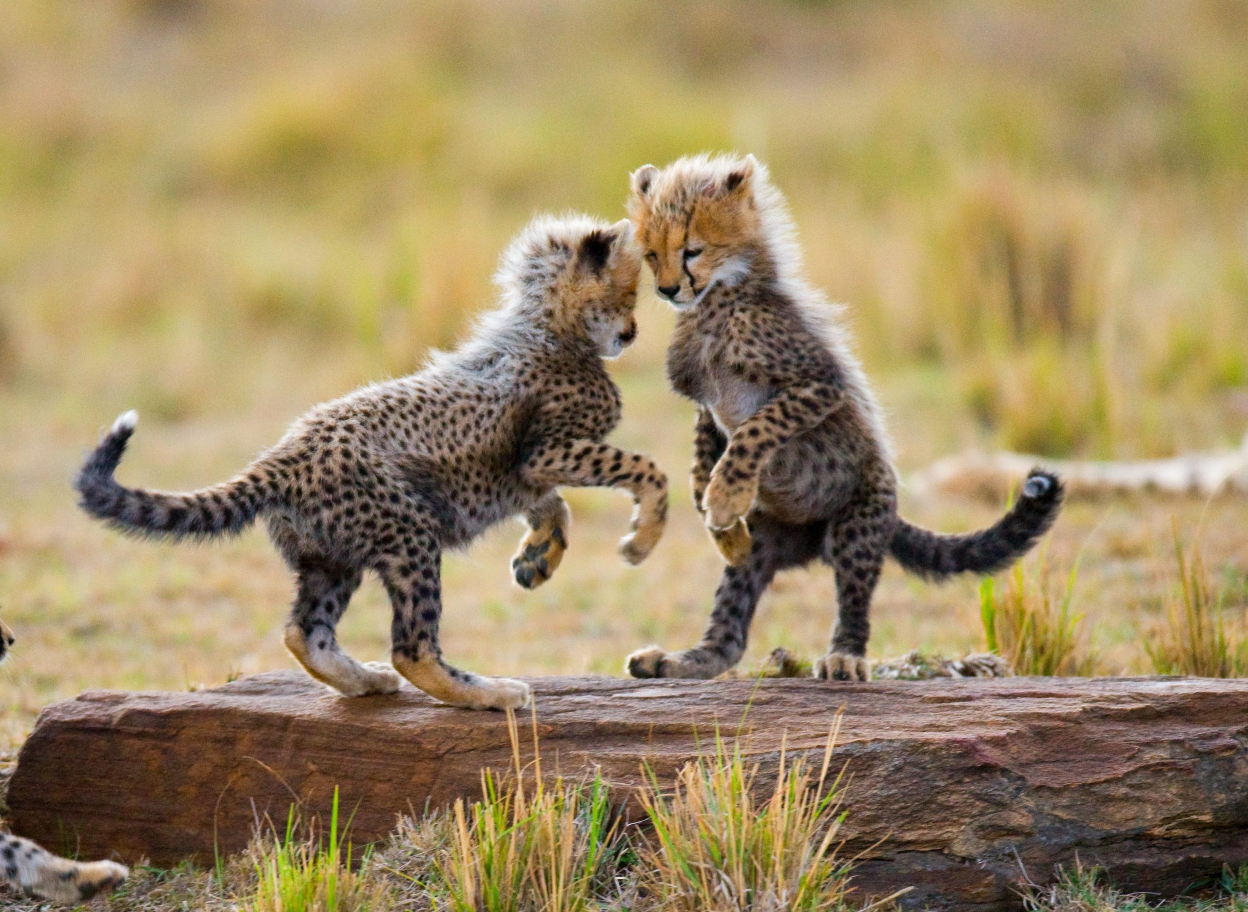 Cheetah cubs play with each other in the savannah. Kenya. Tanzania. Africa. National Park. Serengeti. Maasai Mara. An excellent illustration.