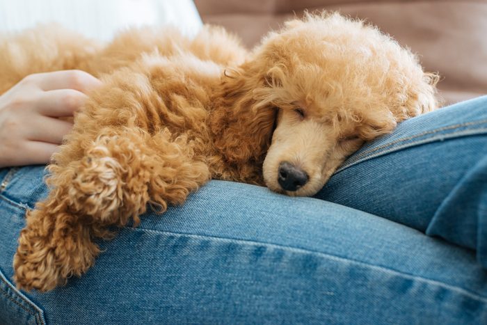 Young girl is resting with a dog on the armchair at home .