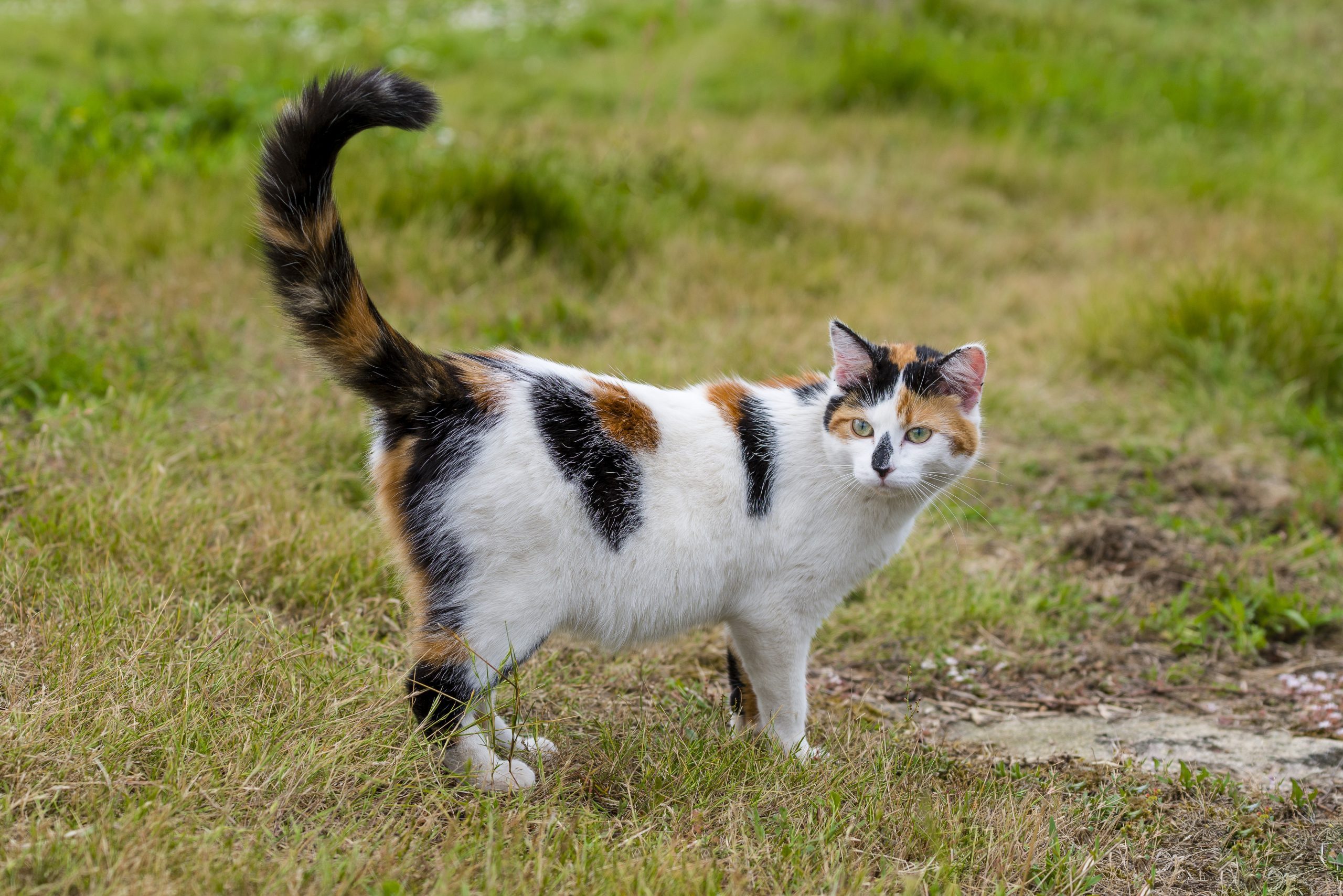 One cute mixed-breed cat standing on grass with its raised tail. Outdoors portrait of domestic cat in color image