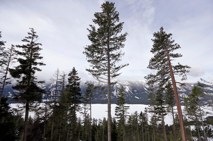 A Douglas fir, center, is left standing where a crew is thinning a 100-acre patch on private land owned by the Nature Conservancy overlooking Cle Elum Lake, in Cle Elum, Wash. As part of a broader plan by the nonprofit environmental group to restore the pine forests of the Central Cascades so they are more resilient to wildfires and climate change, they're cutting down trees to save the forest 22 Feb 2017