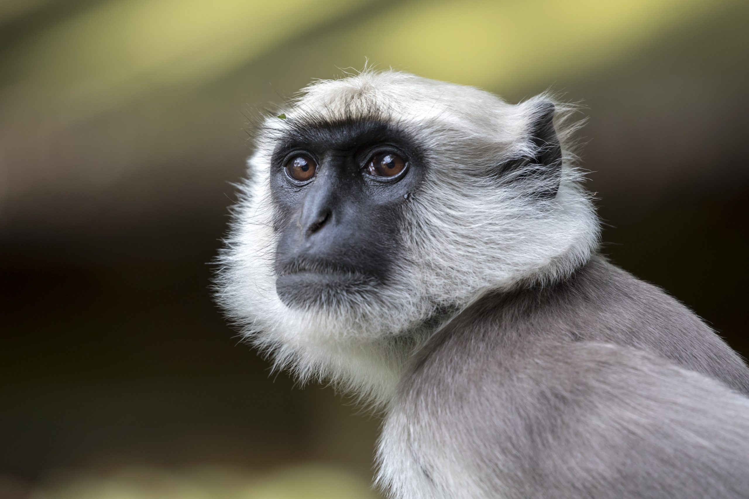 Bengal Hanuman Langur