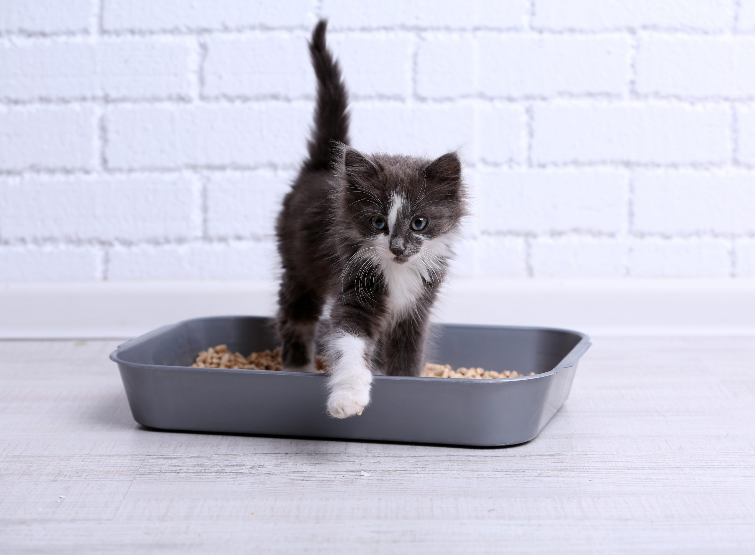 Small gray kitten in plastic litter cat on floor