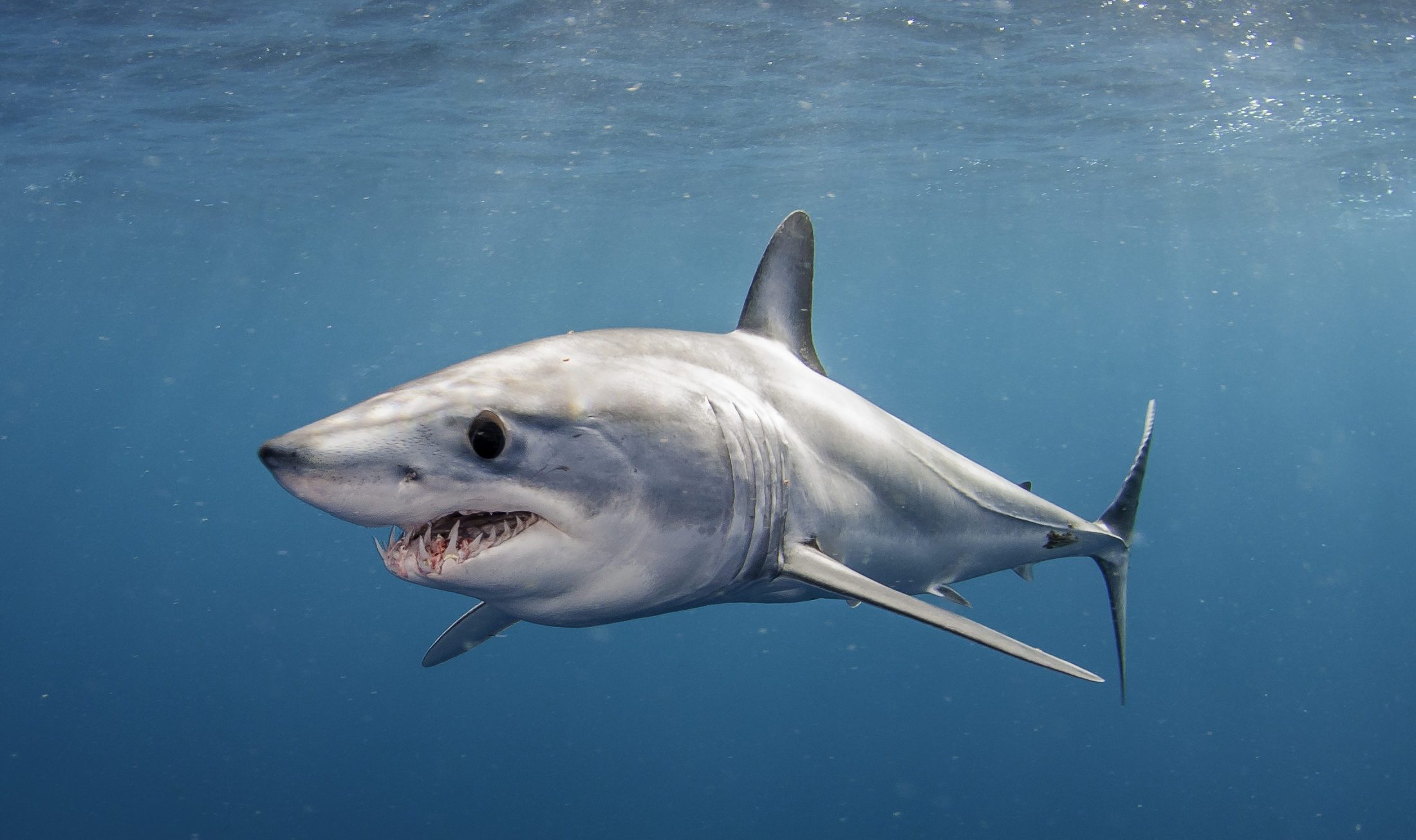 Short fin mako shark swimming just under the surface, offshore, about 50 kilometres past Western Cape in South Africa. This picture was taken during a blue water baited shark dive.