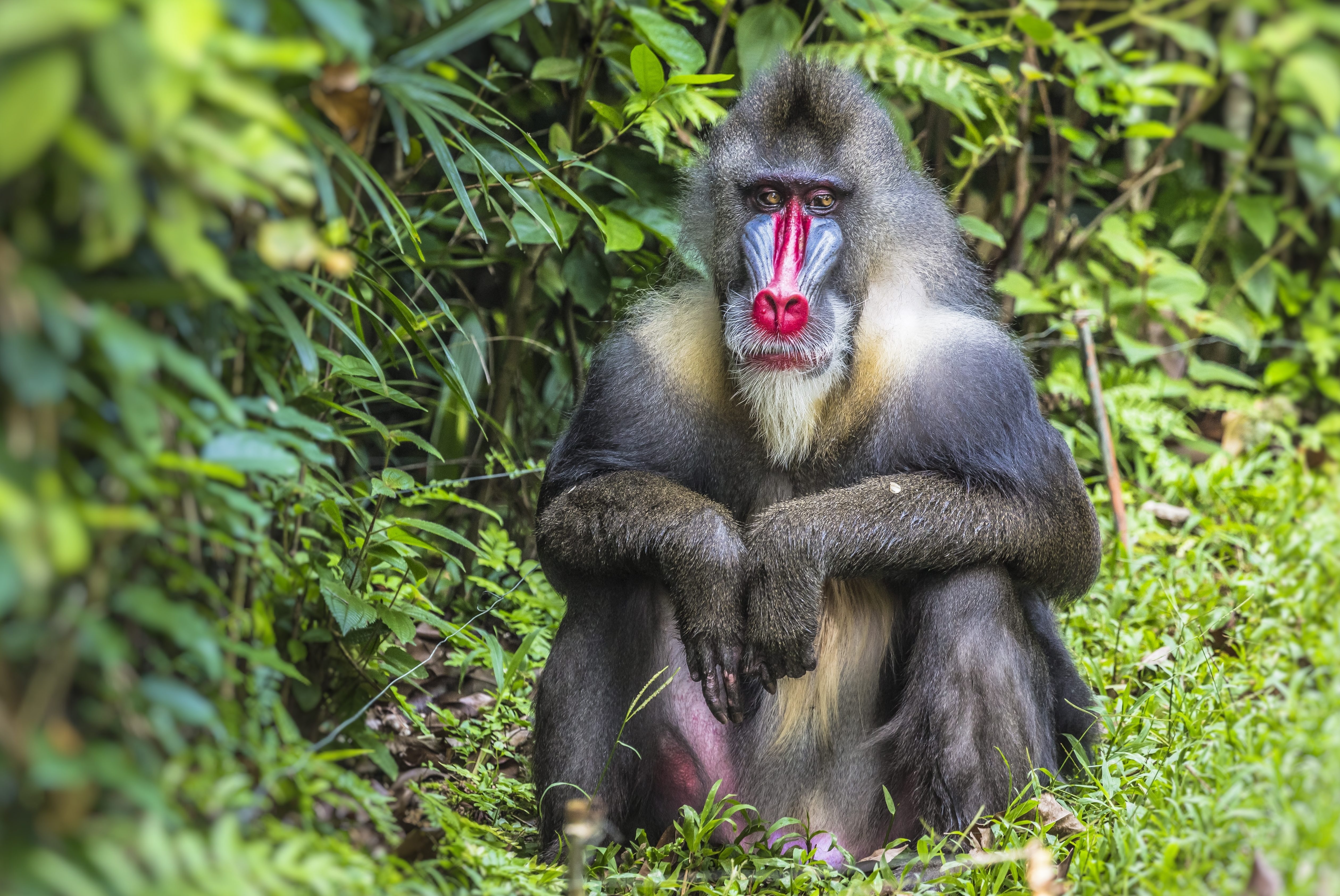 Portrait of the adult male mandrill