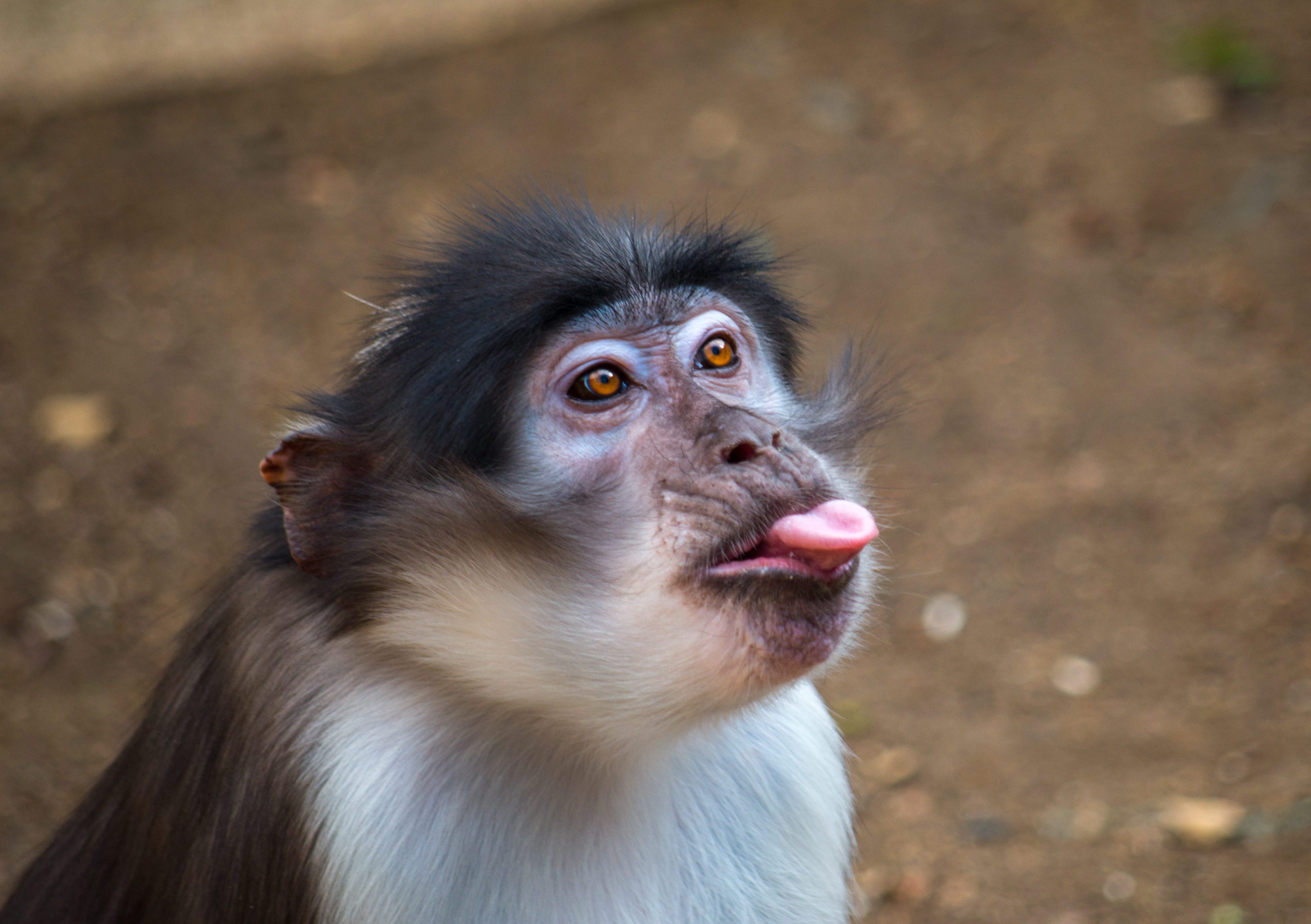 The sooty mangabey (Cercocebus atys) is an Old World monkey found in forests from Senegal in a margin along the coast down to Ghana