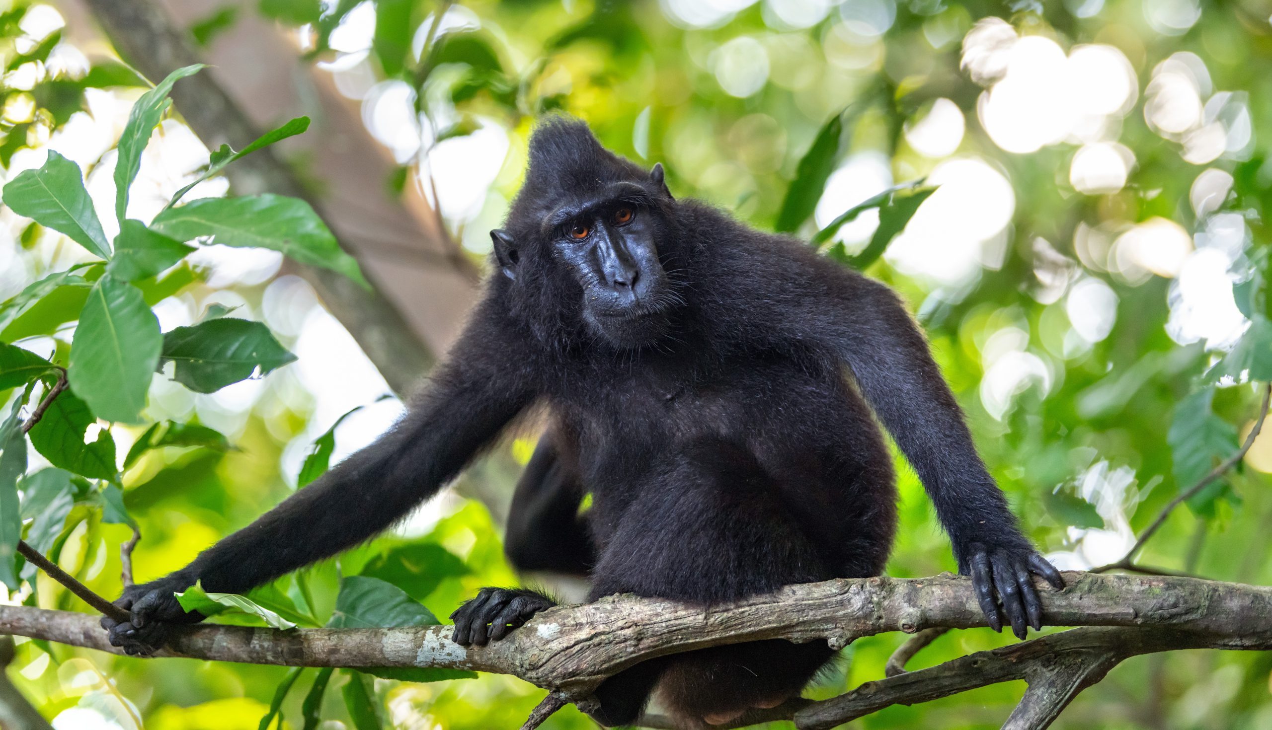 The Celebes crested macaque on the branch of the tree. Close up portrait. Crested black macaque, Sulawesi crested macaque, sulawesi macaque or the black ape. Natural habitat. Sulawesi. Indonesia.