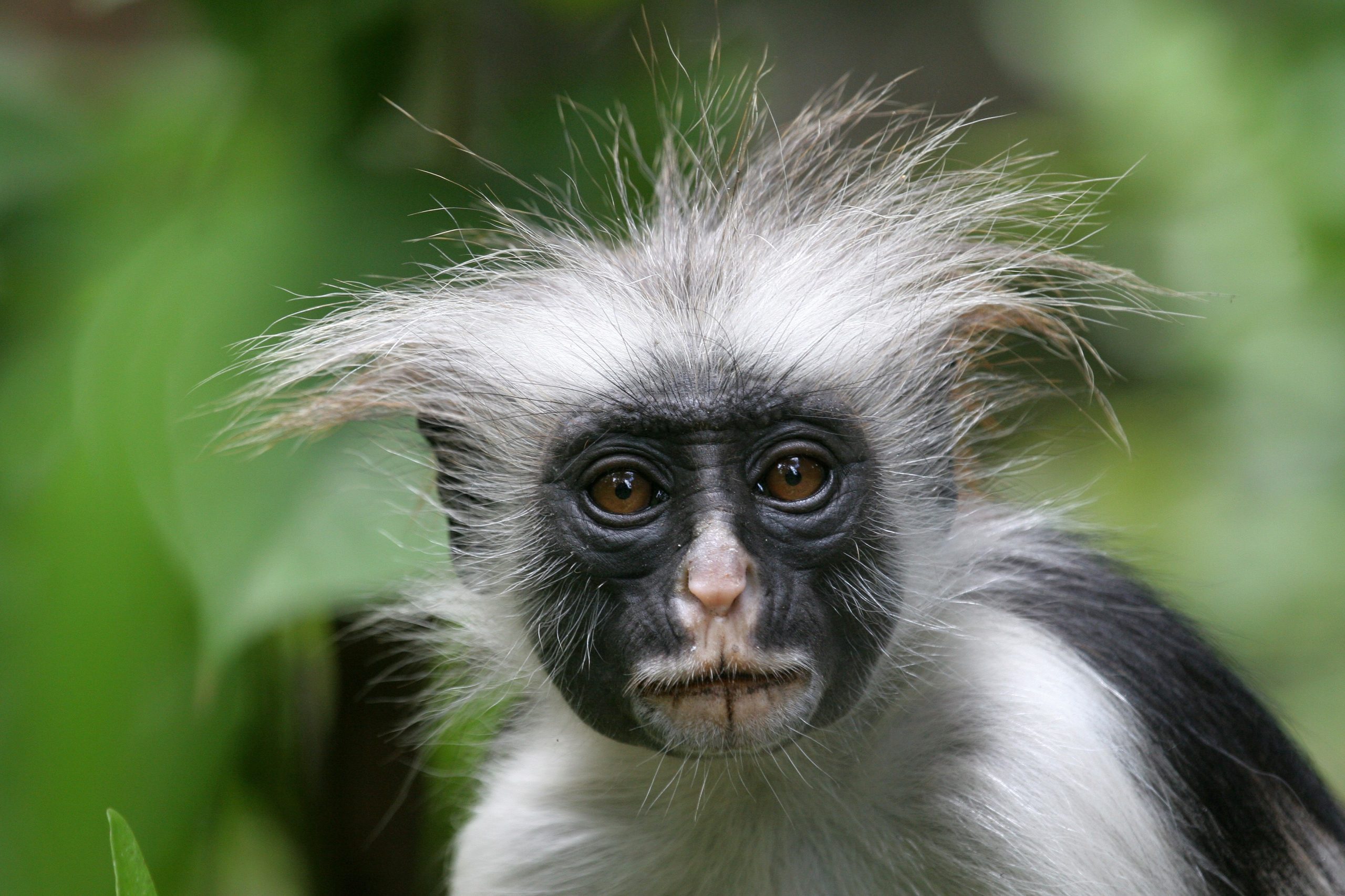 Zanzibar Red Colobus