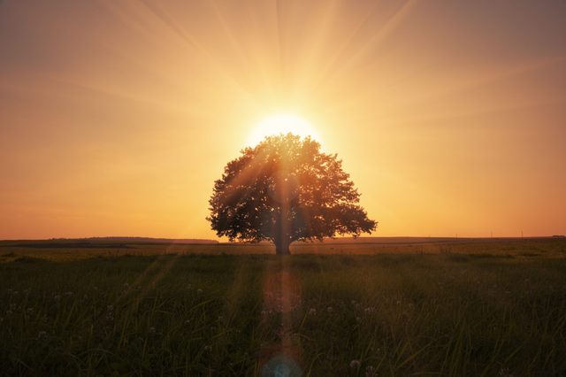 magical sunrise with tree blocking sun