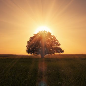 magical sunrise with tree blocking sun