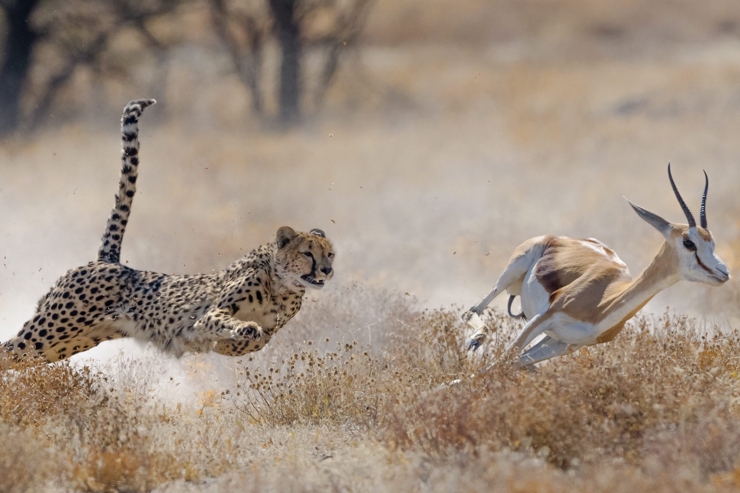 Cheetah hunting springbuck in Etosha National Park