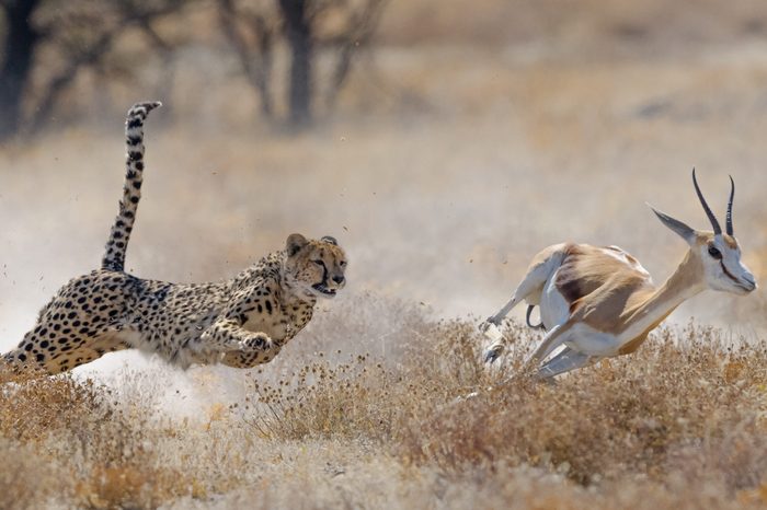 Cheetah hunting springbuck in Etosha National Park