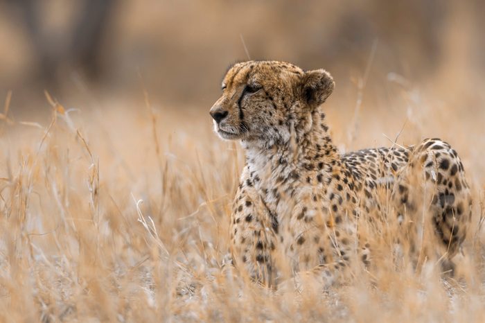 Cheetah in Kruger National park, South Africa ; Specie Acinonyx jubatus family of Felidae