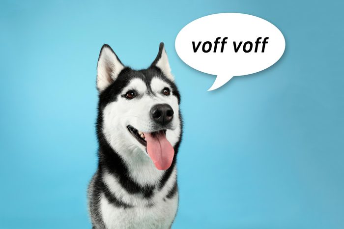 portrait of a husky dog on blue background with speech bubble "voff voff"