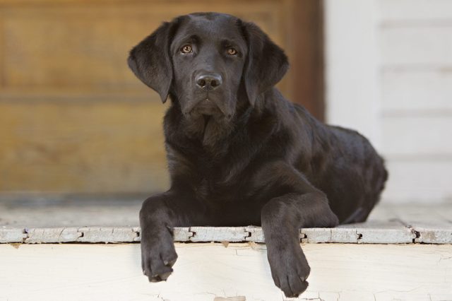 Beautiful black lab puppy lying on the porch of a house.  Room for your text.