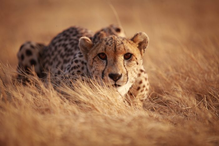 Cheetah 