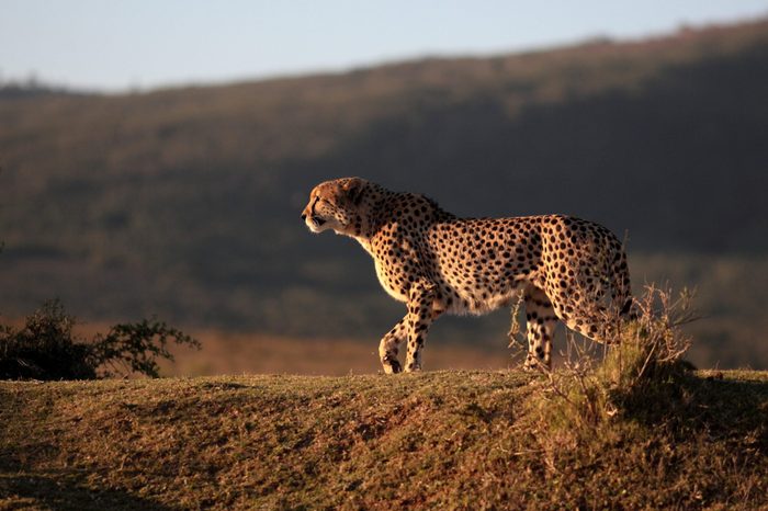 A beautiful sepia tone image of a cheetah walking oven the plains.Taken on safari in Africa.