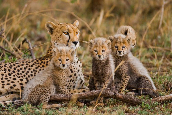 Mother cheetah and her cubs in the savannah. Kenya. Tanzania. Africa. National Park. Serengeti. Maasai Mara. An excellent illustration.