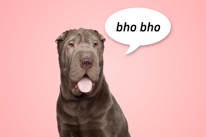 portrait of a grey shar pei dog on pink background with speech bubble "bho bho"