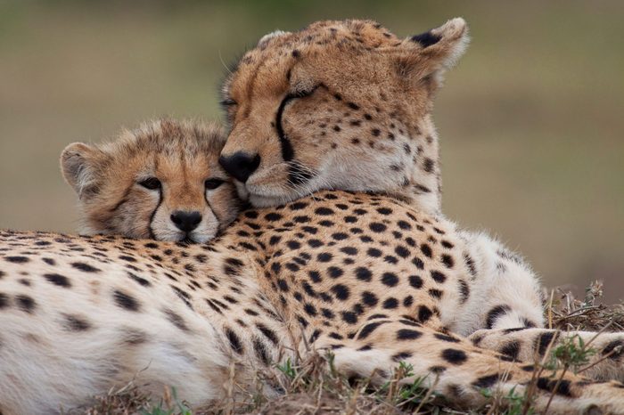 endangered cheetahs