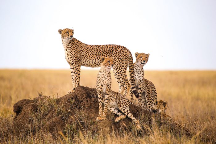 cheetahs going extinct