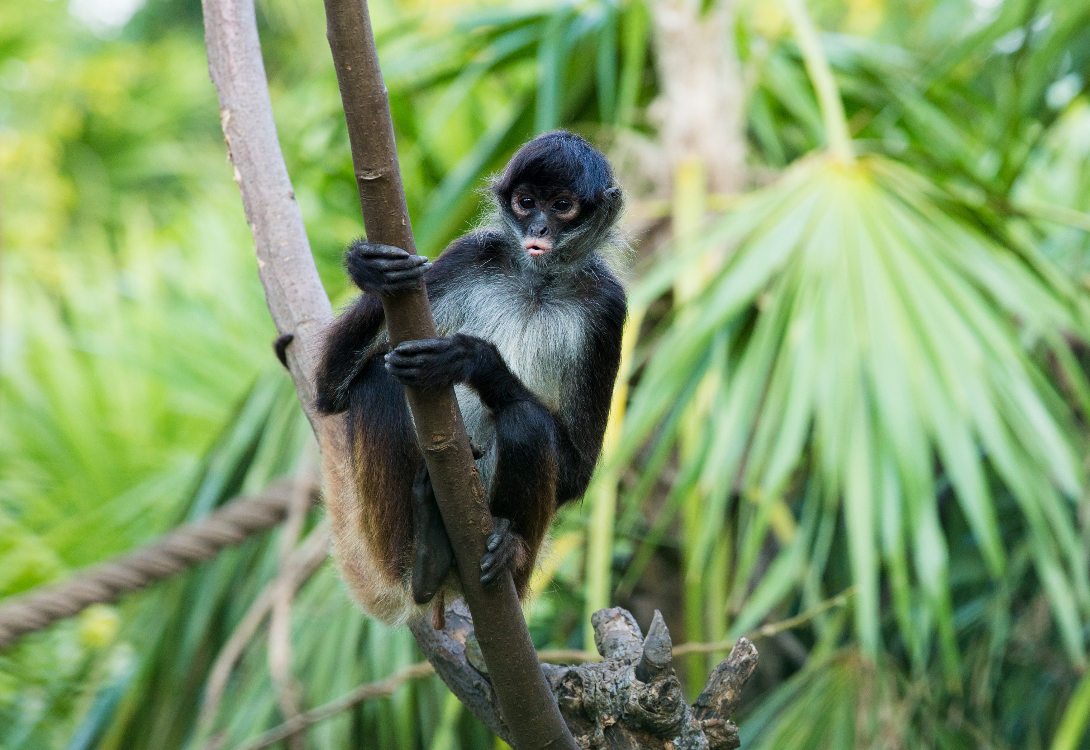 Spider monkey on a tree