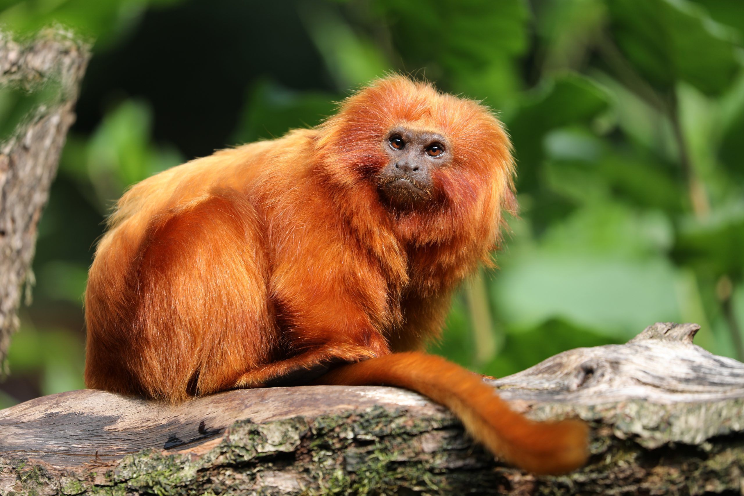 Golden lion tamarin