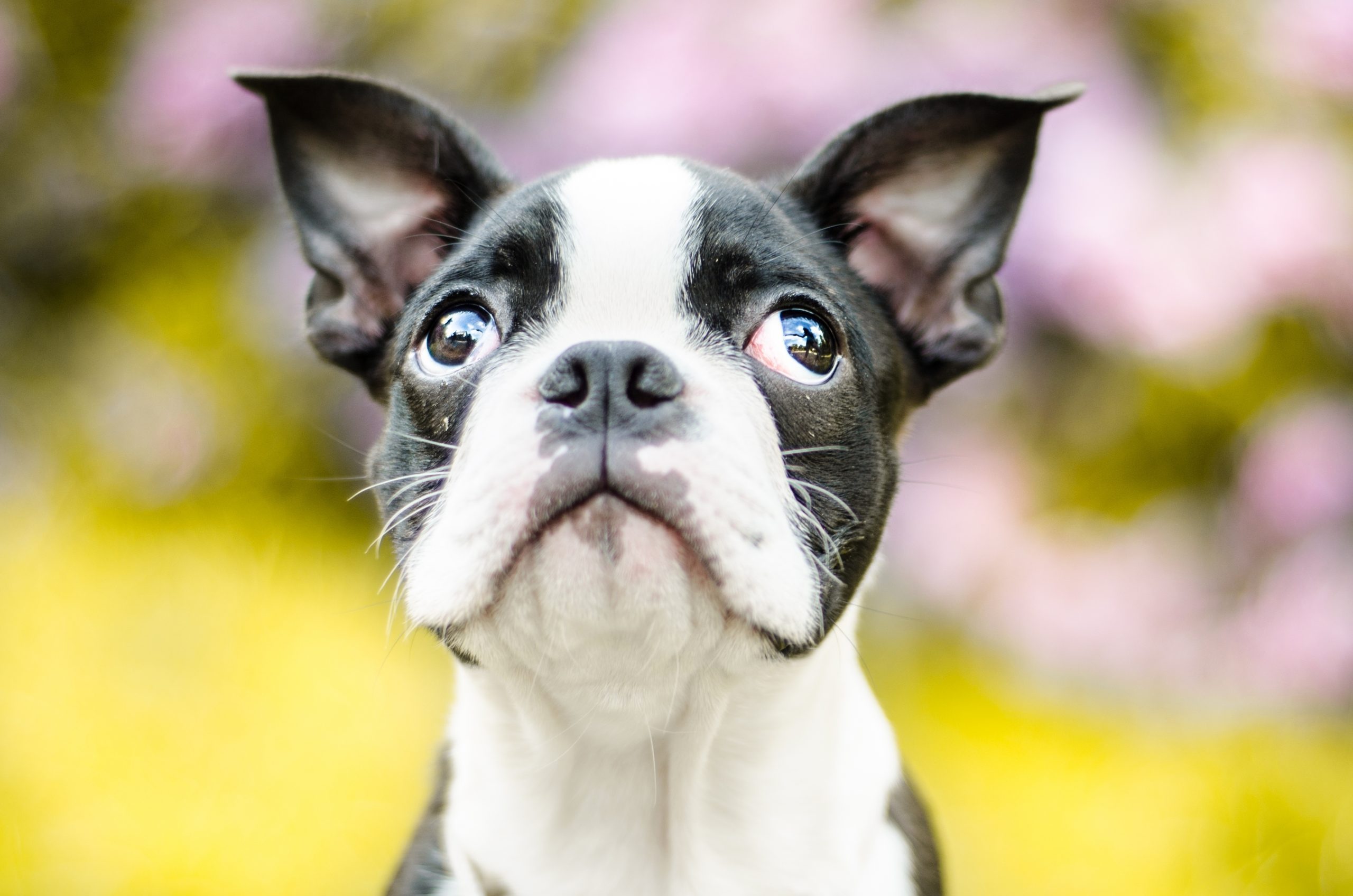 sweet doggy look of squinting focused black and light brown puppy male boston terrier dog looking up summer in park sunny day