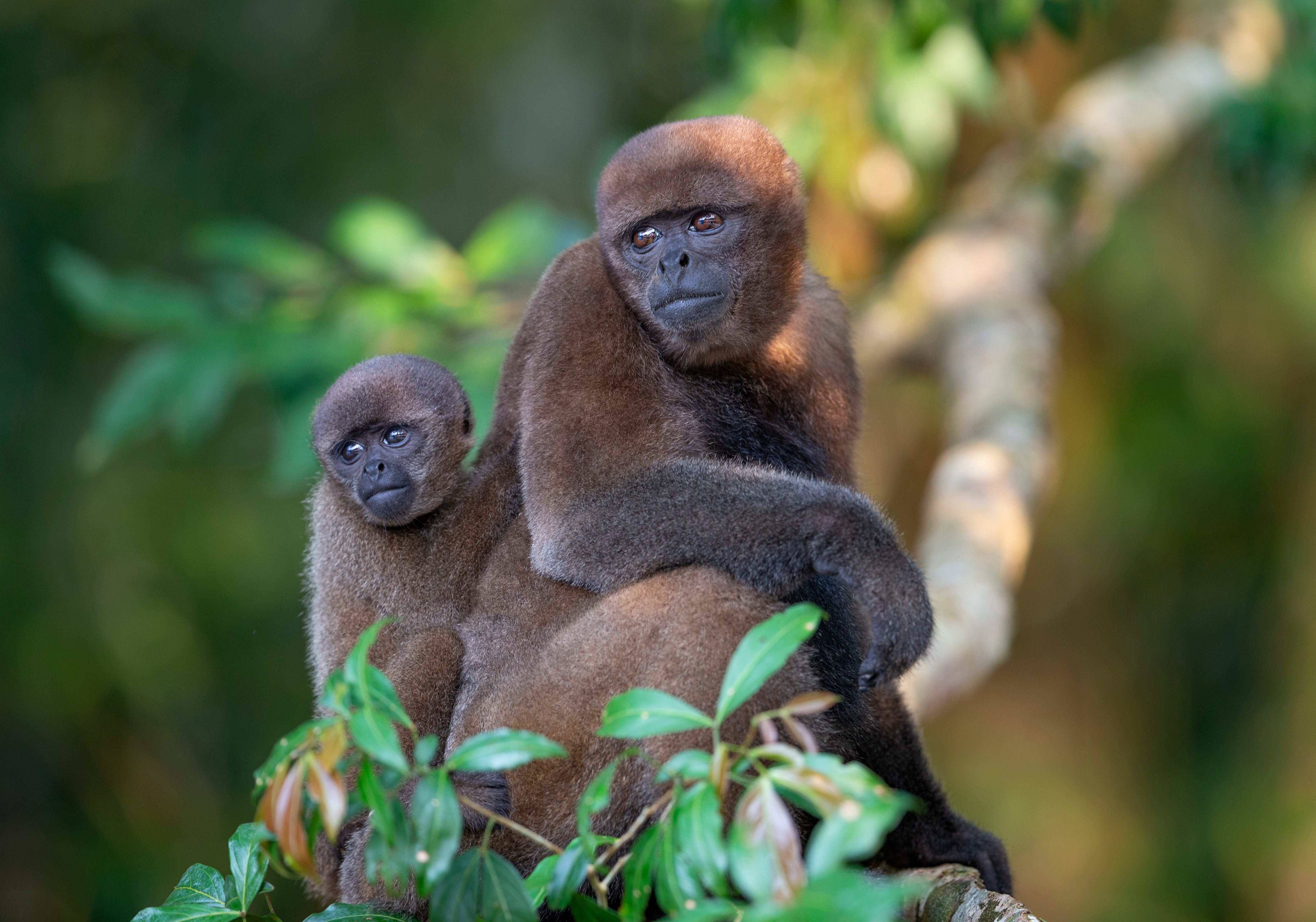 silvery woolly monkey in jungle of Ecuador