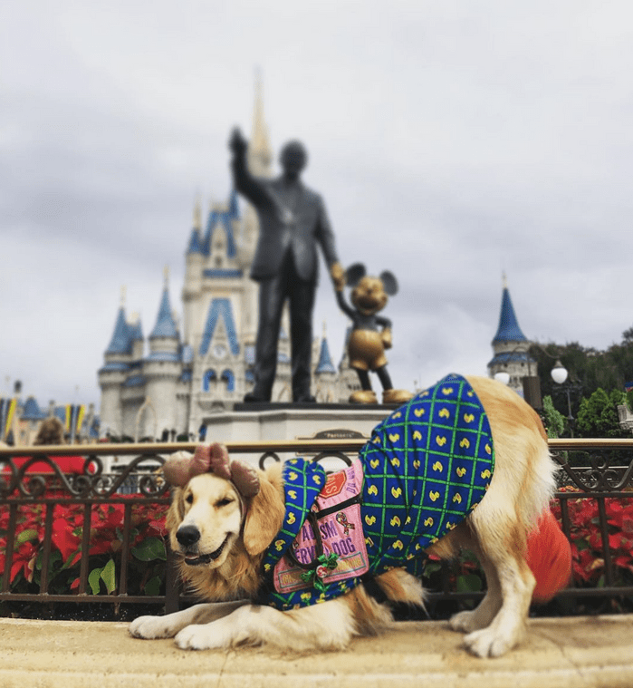 Helper Dog Nala disney adorable animal stories