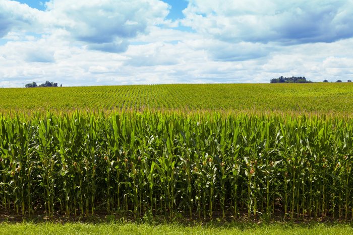 Corn Field With Cloudy Sky