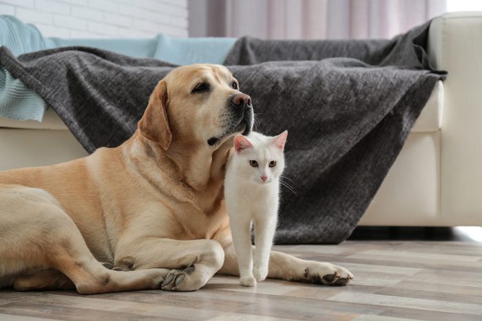 Adorable dog and cat together on floor indoors. Friends forever