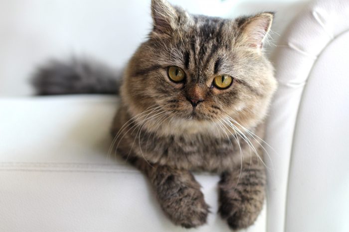 Persian cat on a white leather sofa.