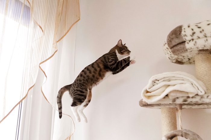 cat jumping