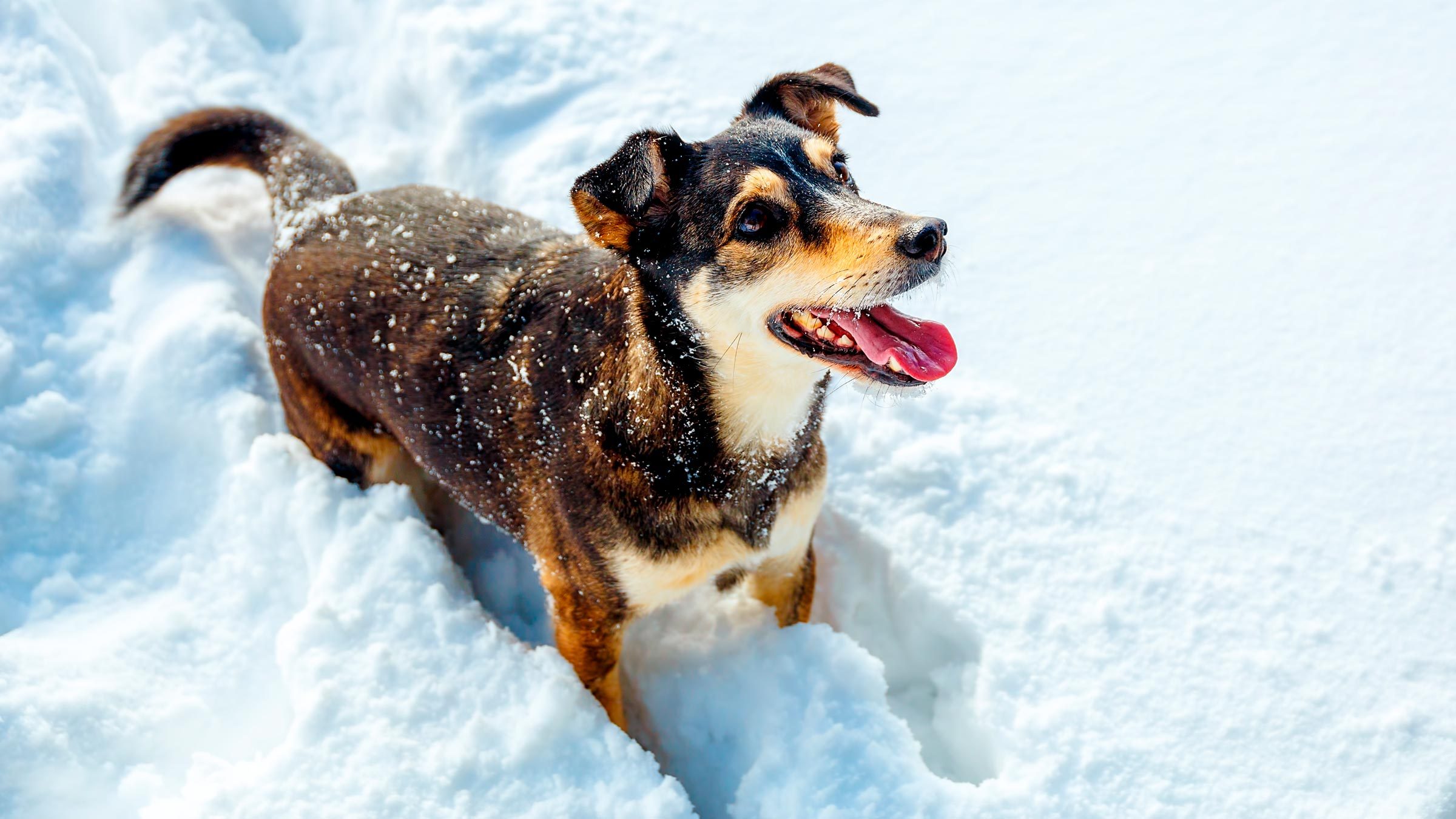 When Is It Too Cold for Dogs to Go Outside?