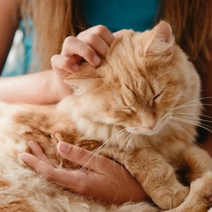 Close up shot big ginger furry cat on the child's knees. 