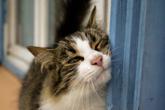 cat rubbing face on wall