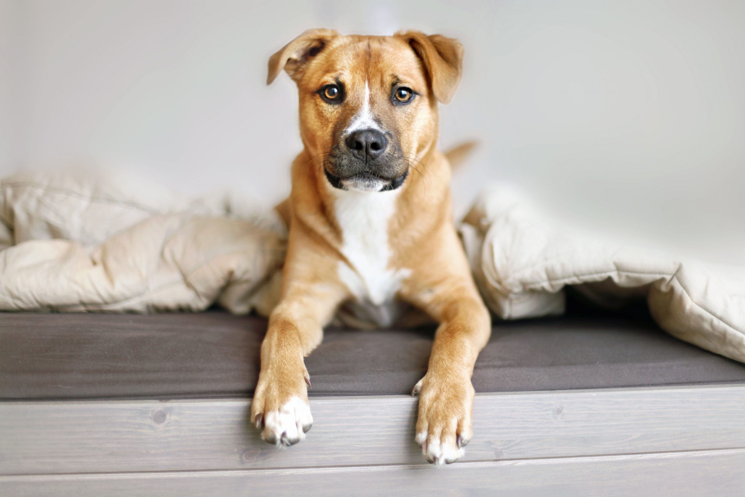 Dog Portrait on Bed Shepherd Puppy Mixed Breed Looking at Camera