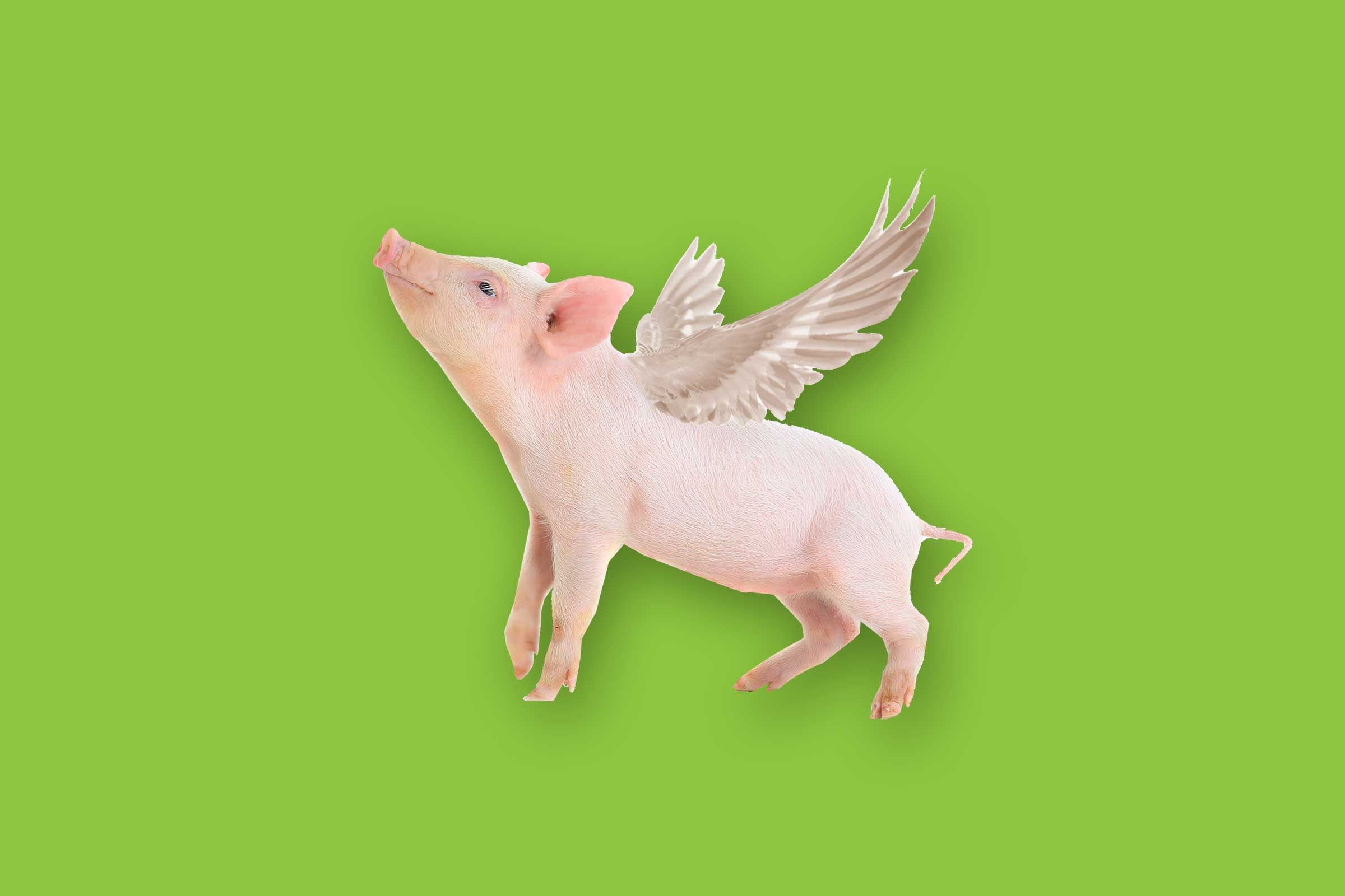 when pigs fly idiom