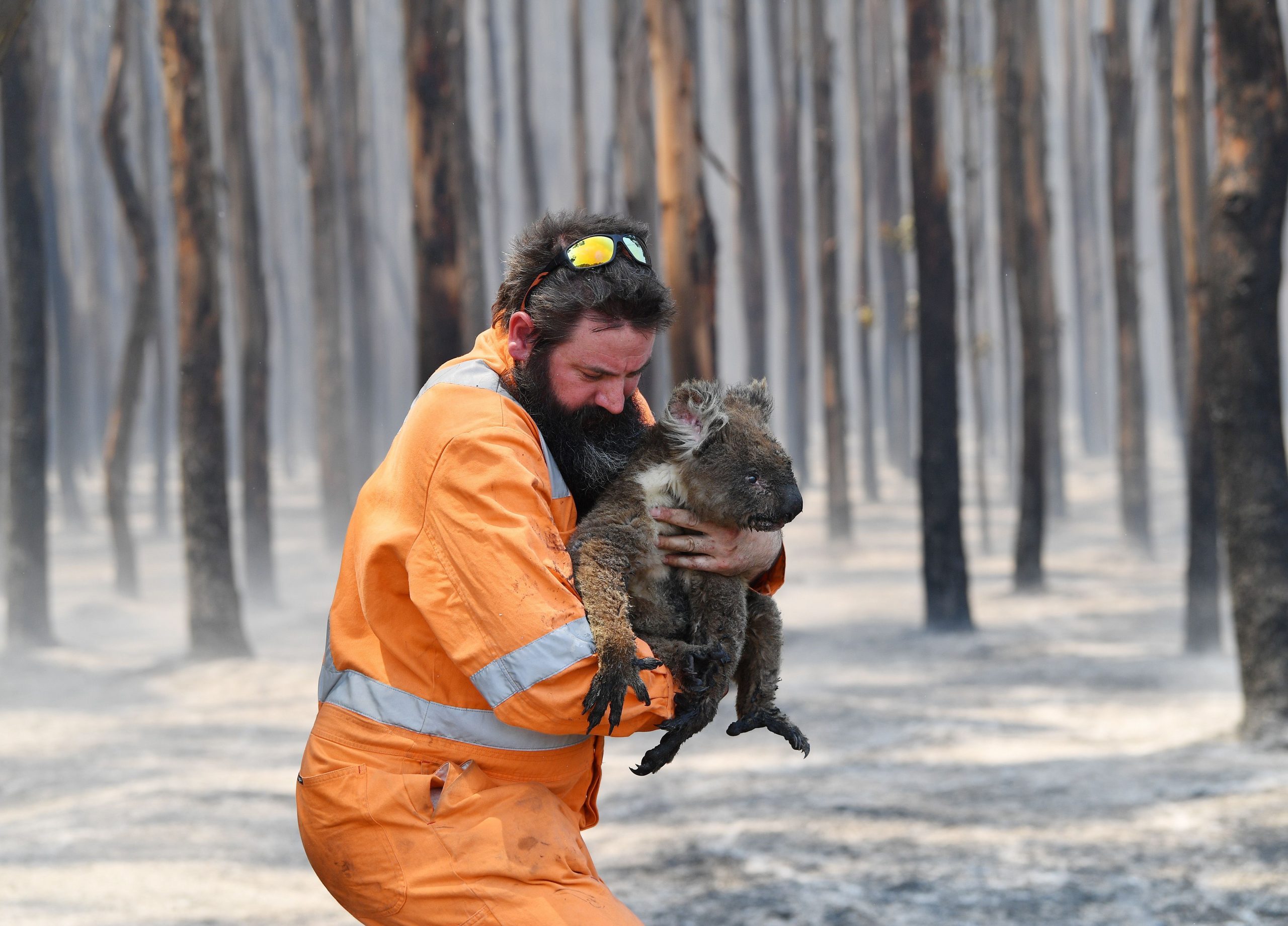 koala rescue