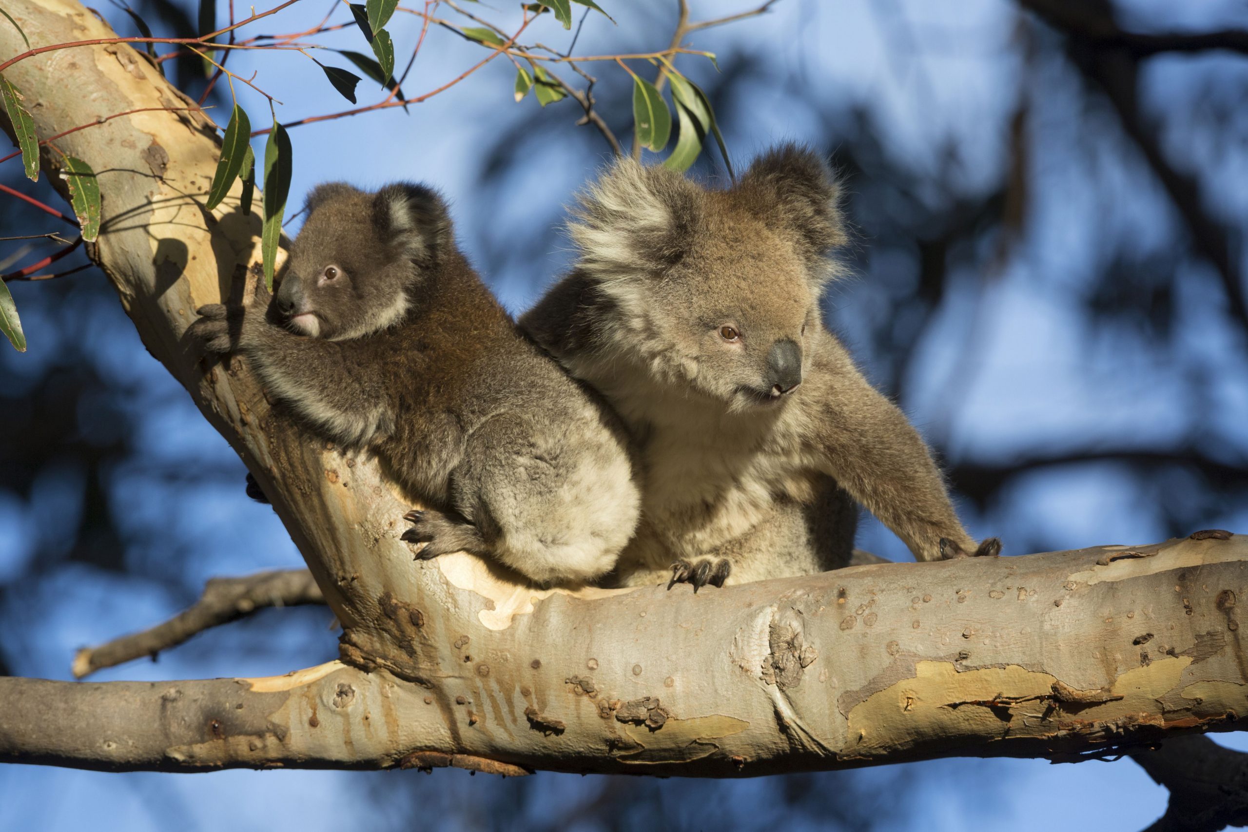 koalas