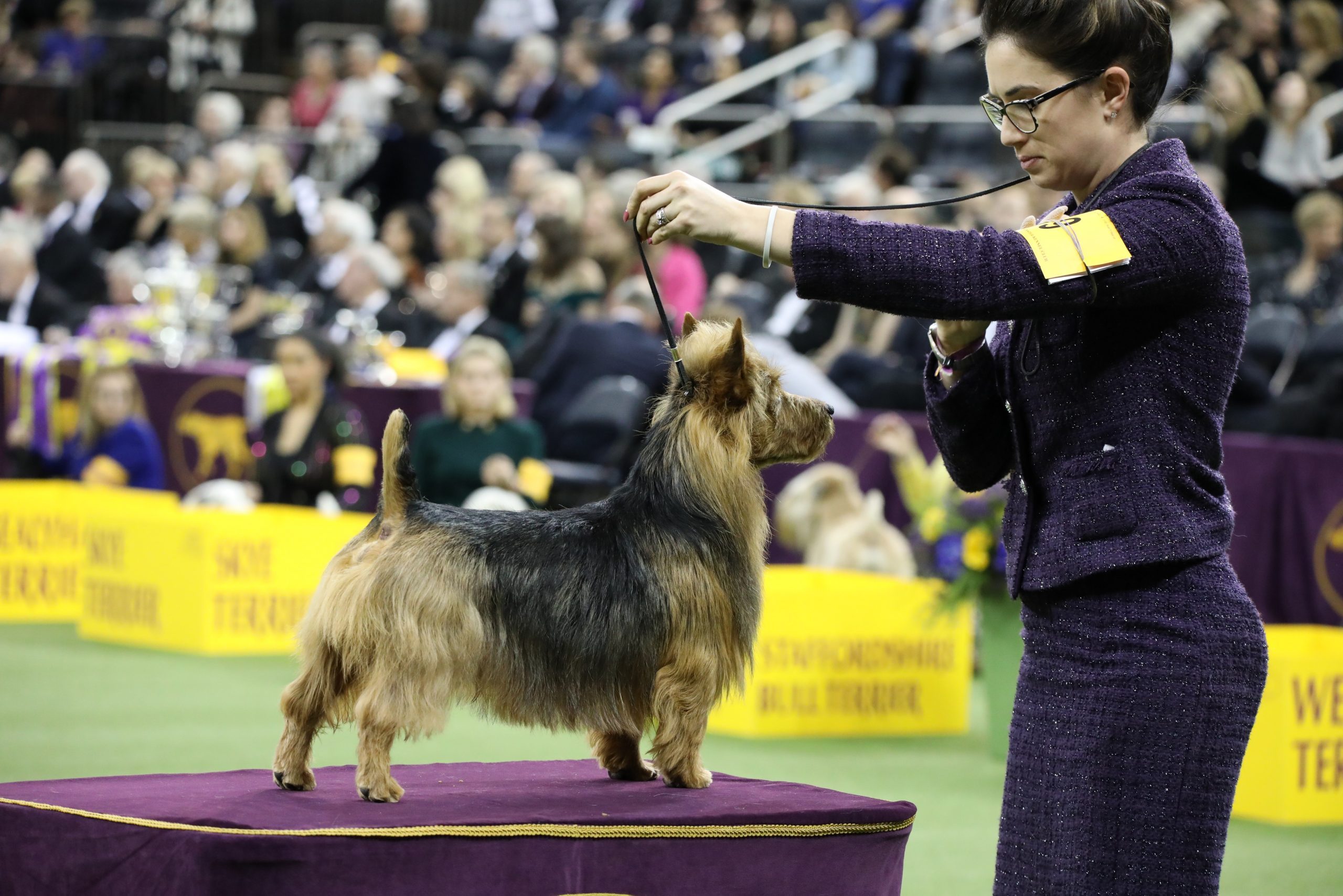 australian terrier bacon