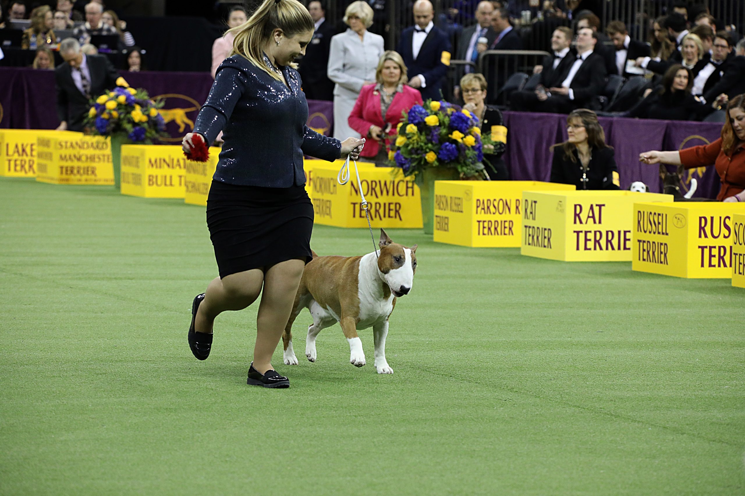 bull terrier