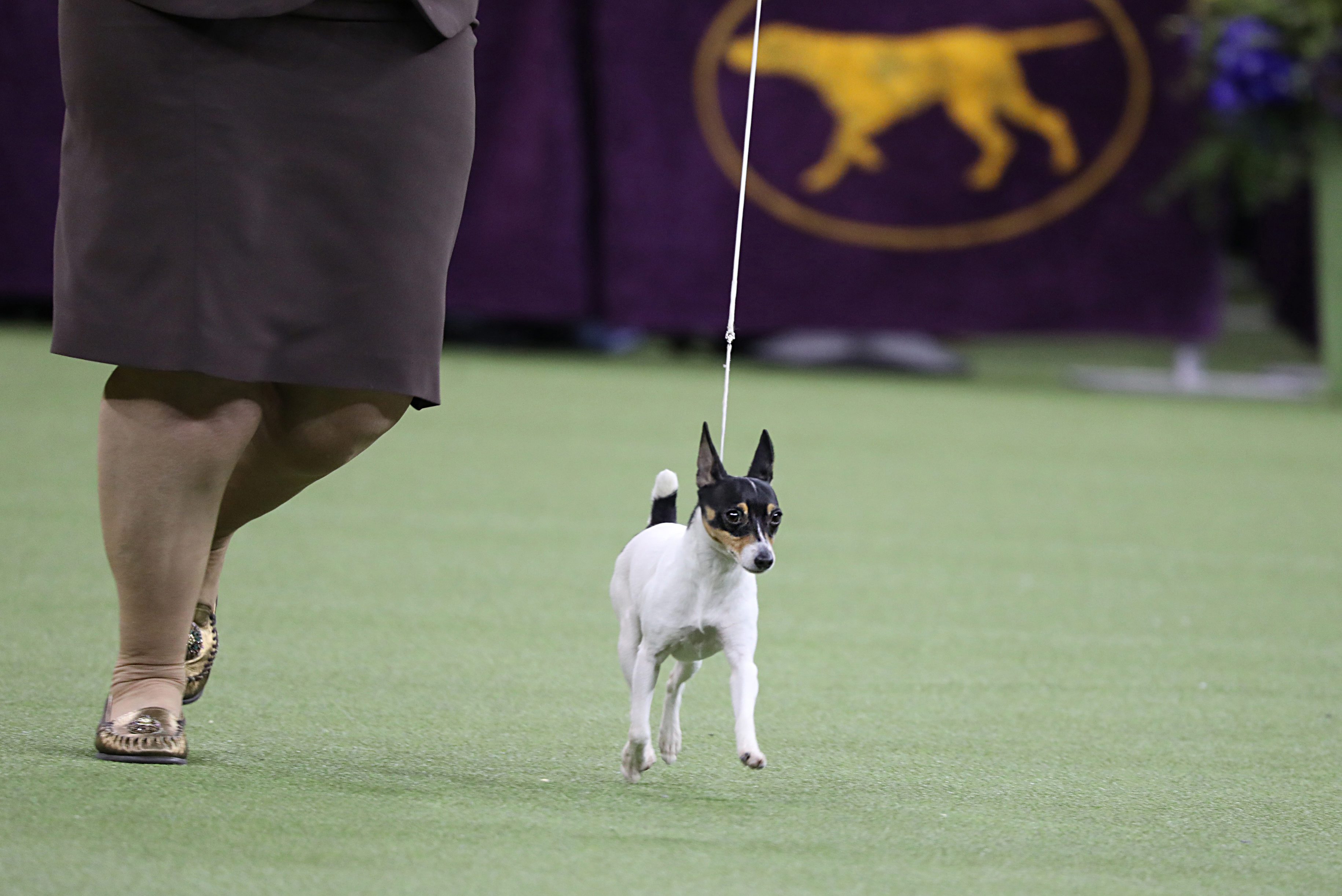 chicka toy fox terrier