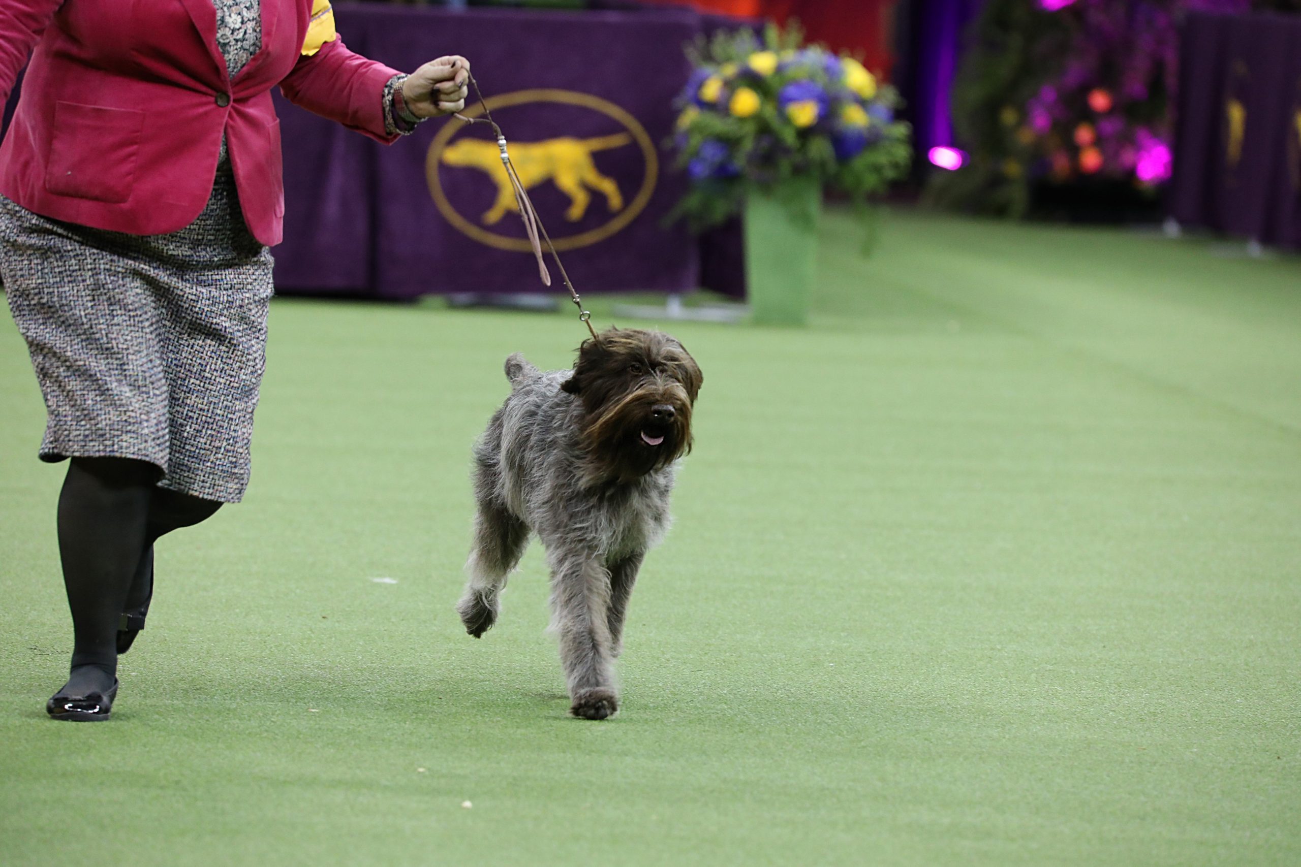 wire haired pointing griffon