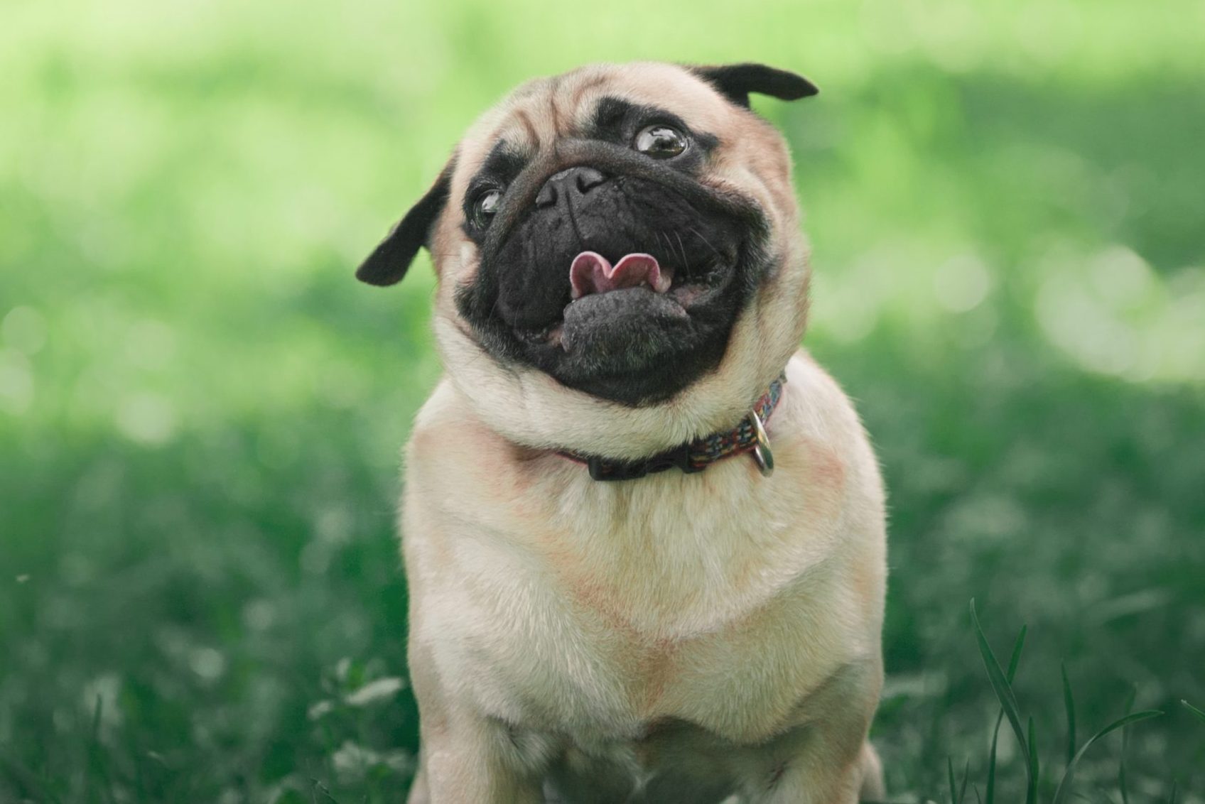 small pug dog standing in green grass and looking up with funny face