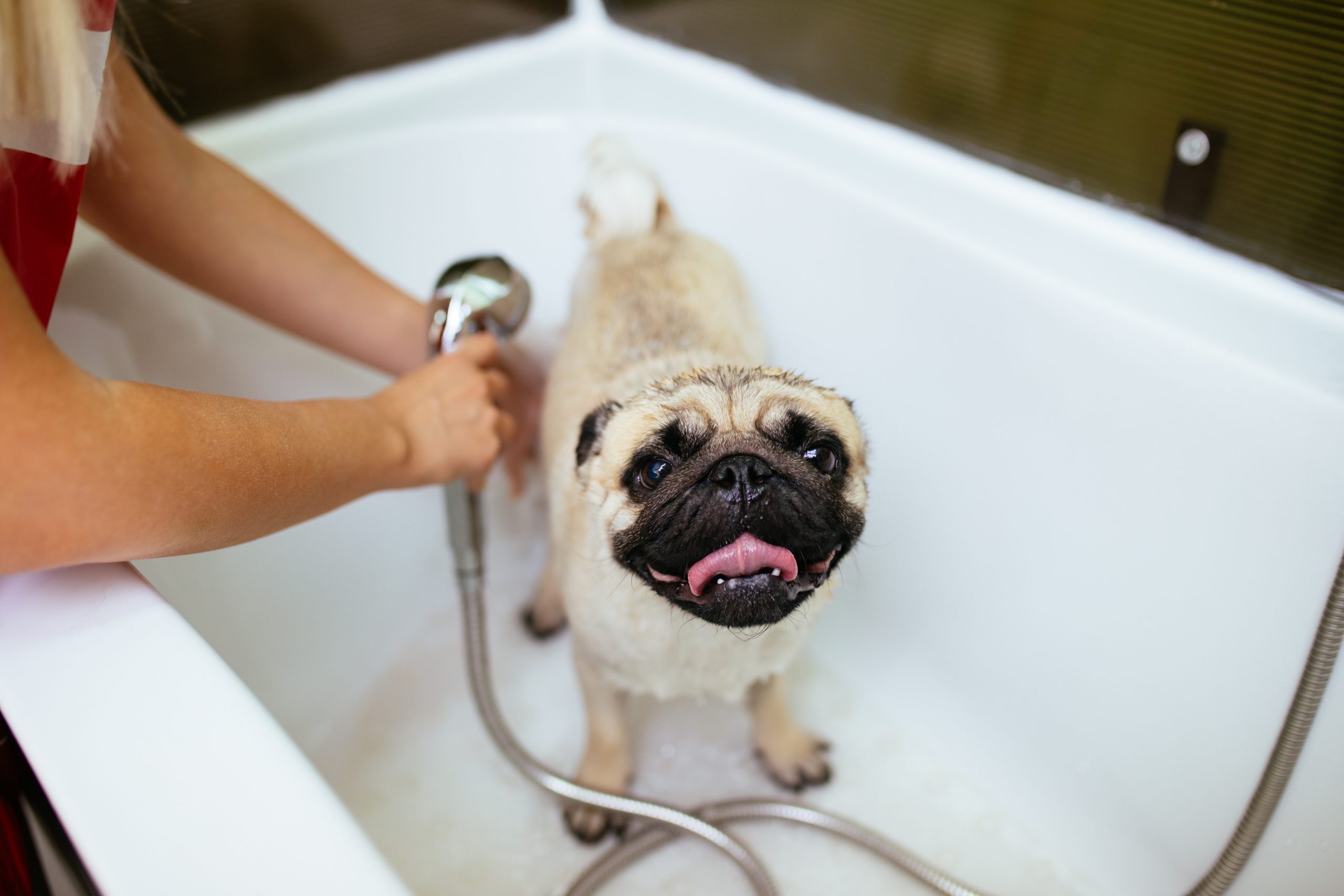 Pug dog at grooming salon having bath.