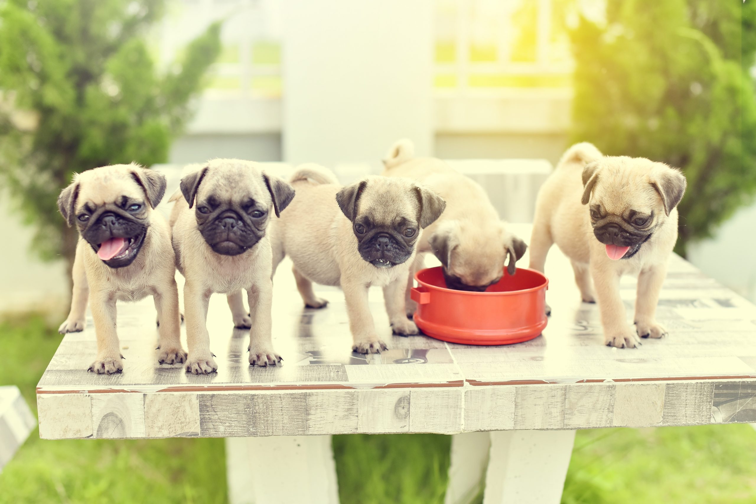 Cute puppies Pug playing together on marble table