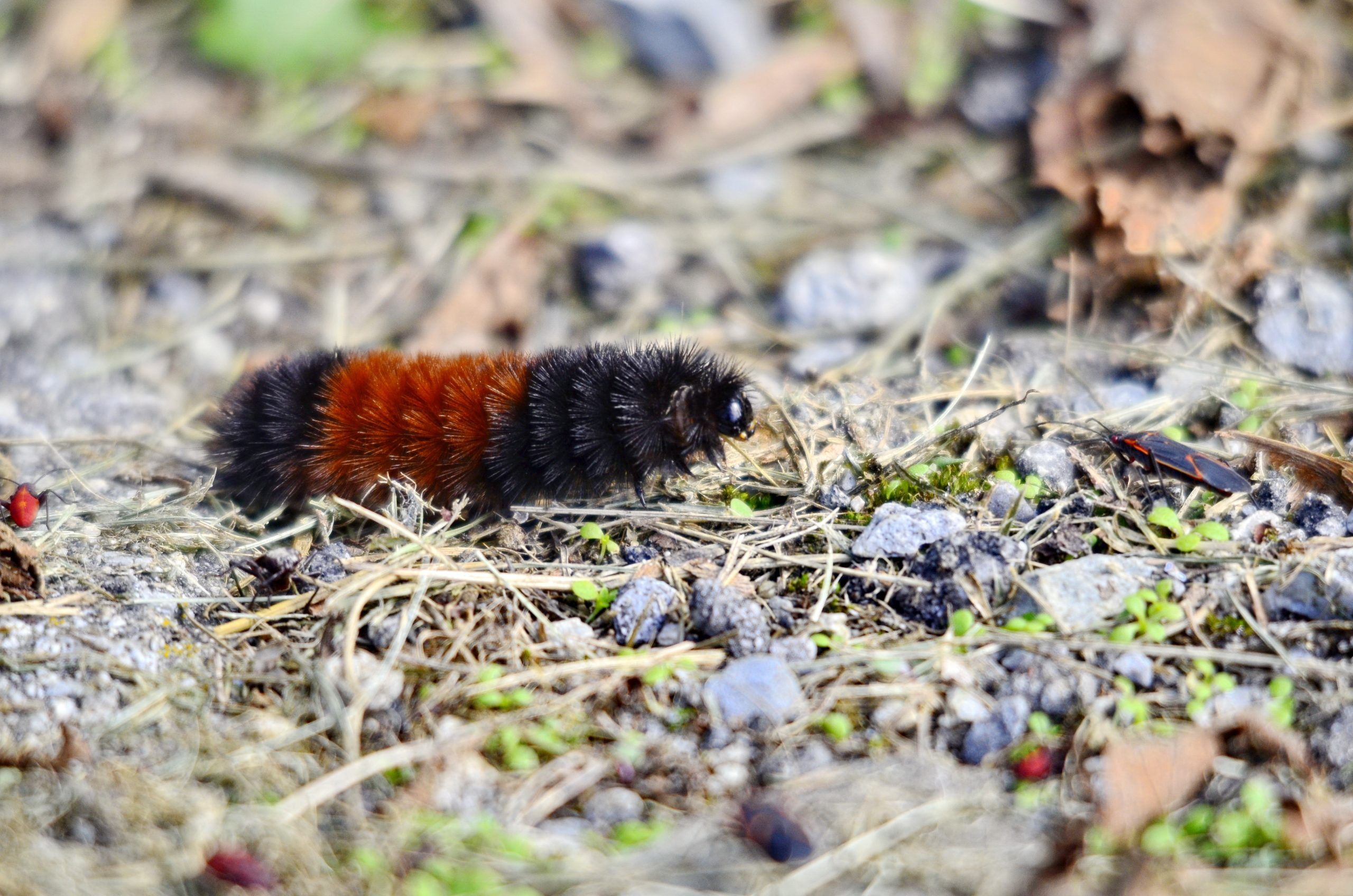 Woolly Bear Caterpillar