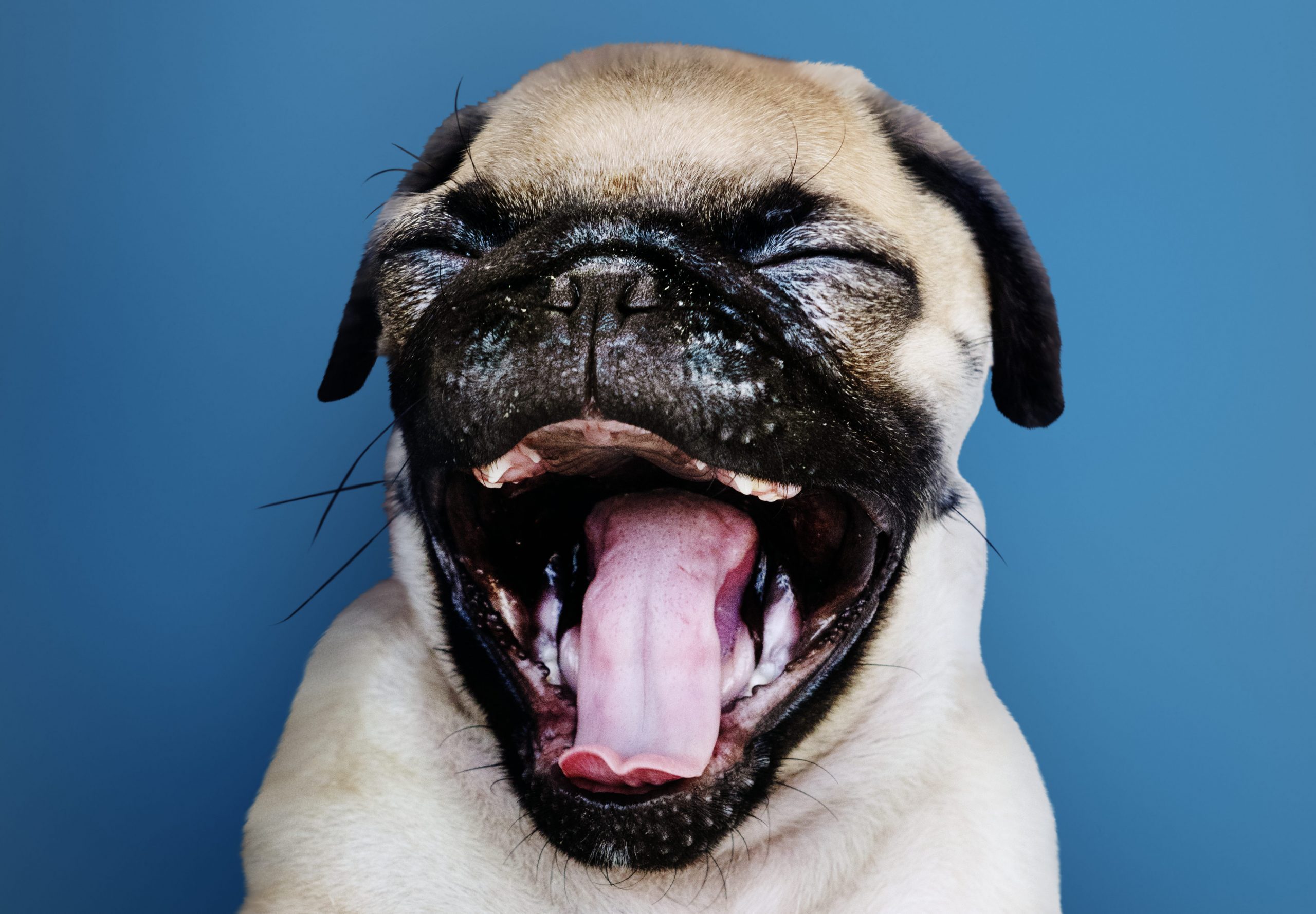 Adorable Pug puppy solo portrait