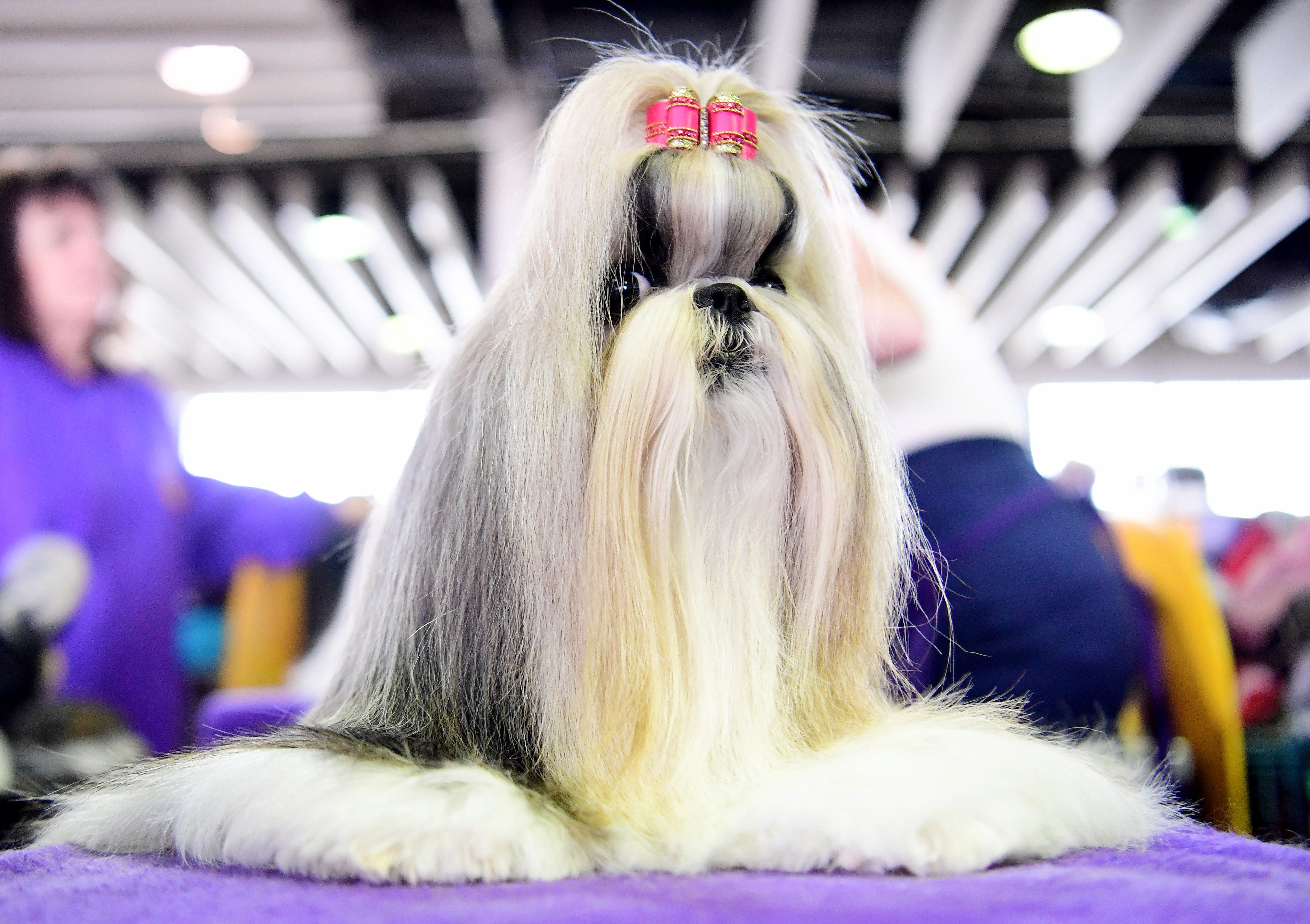 westminster dog show